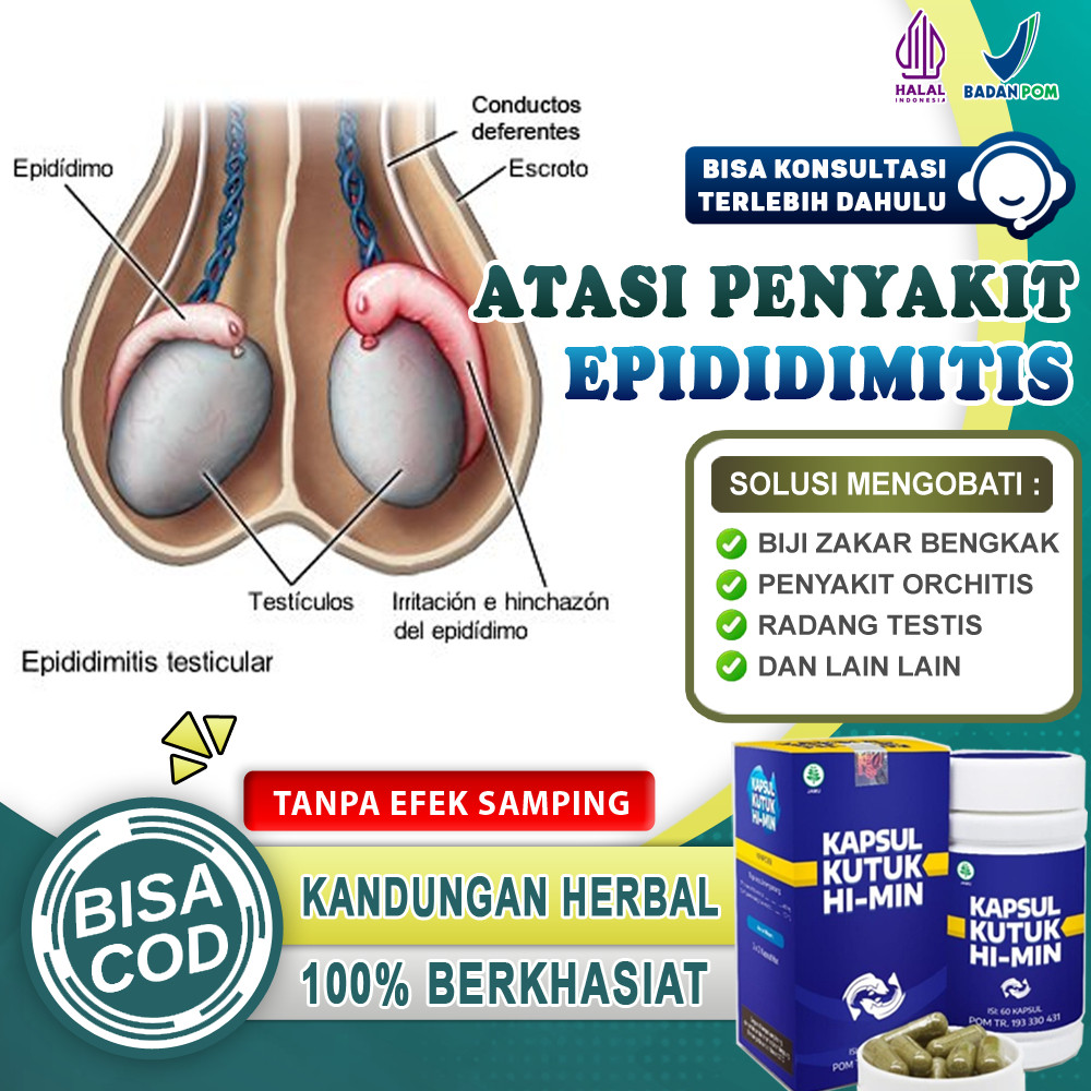 Obat Epididimitis Orchitis Buah Zakar Bengkak Sebelah Paling Ampuh Radang Testis Nyeri Skrotum Buah 
