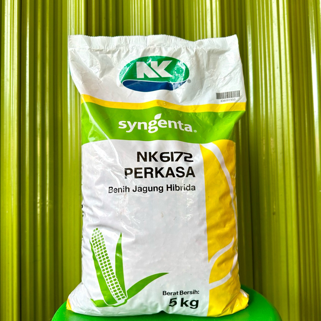 BENIH JAGUNG HIBRIDA NK PERKASA 5 KG - Benih Jagung NK 6172 Perkasa