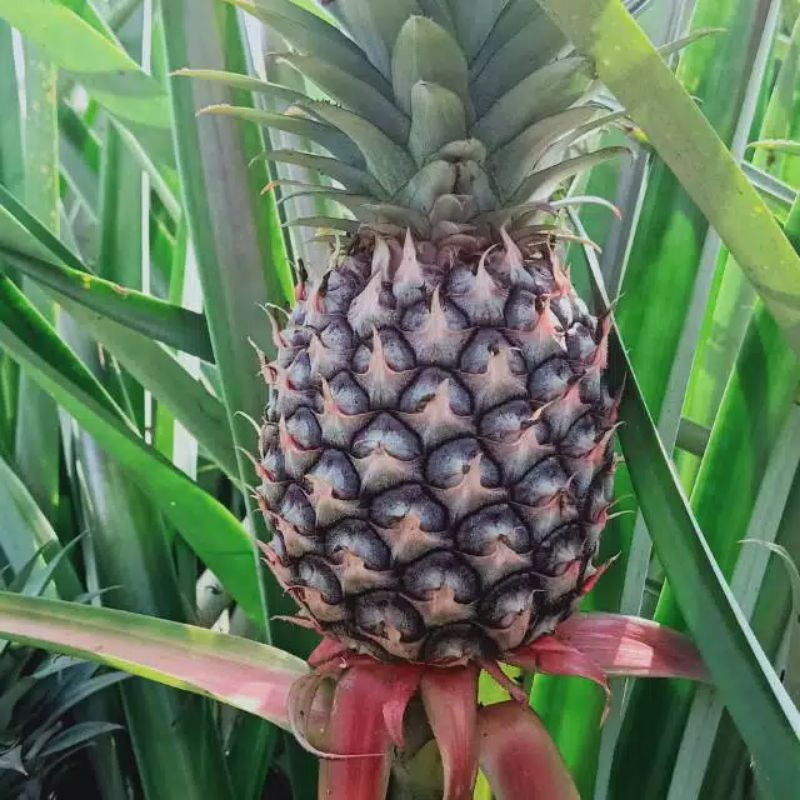NANAS MUDA  besar pelancar haid