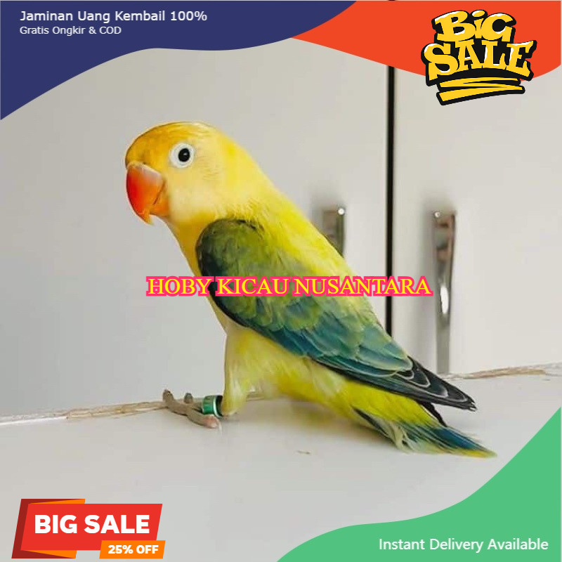 LOVEBIRD LOVE BIRD WARNA IDOLA MURAH INSTAN BIOLA EUWING PB
