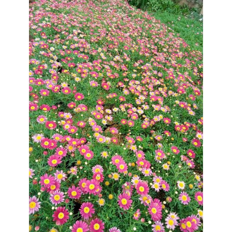 bermacam-macam bunga  daisy