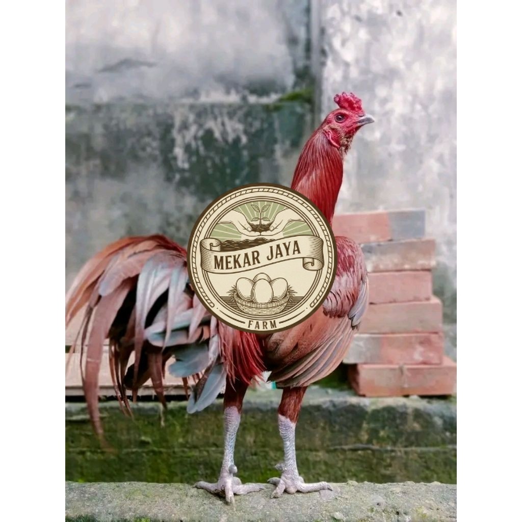 TELUR  AYAM MANGON ORI THAILAND untuk ditetaskan Mekarjaya Farm