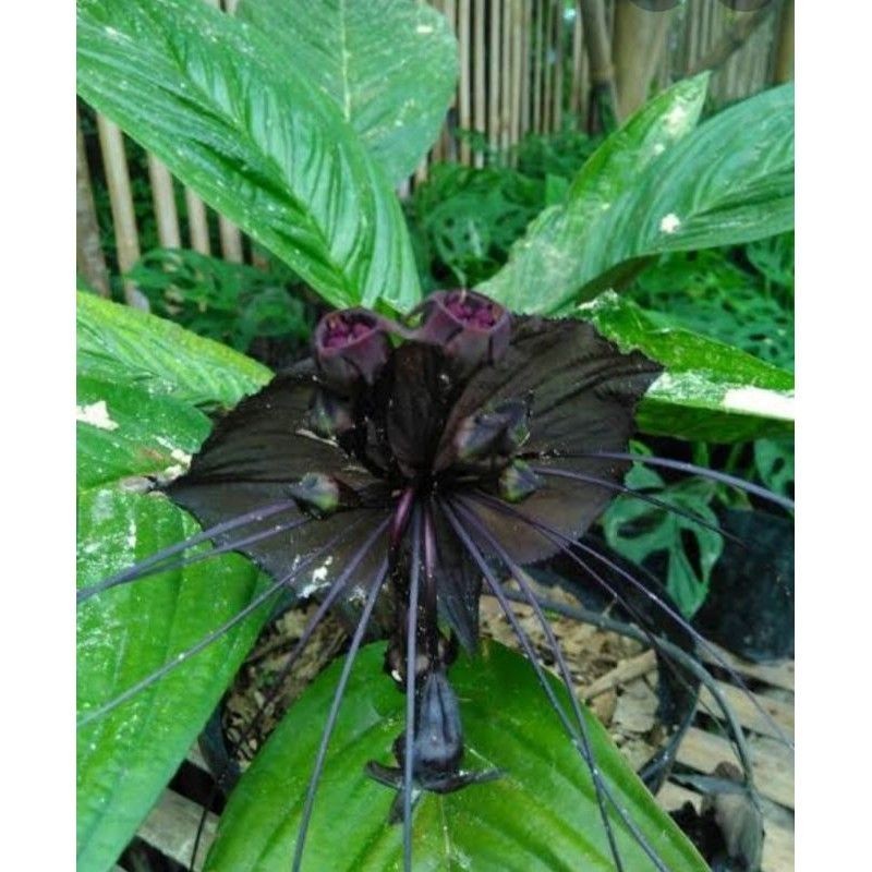 Promo anggrek kelelawar-dewasa-siap berbunga Raja.Bonggol