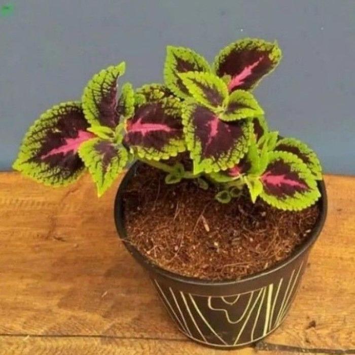 Tanaman Hias Miana Hijau Merah / Bunga Hias Miana / Tanaman Hidup Miana Murah