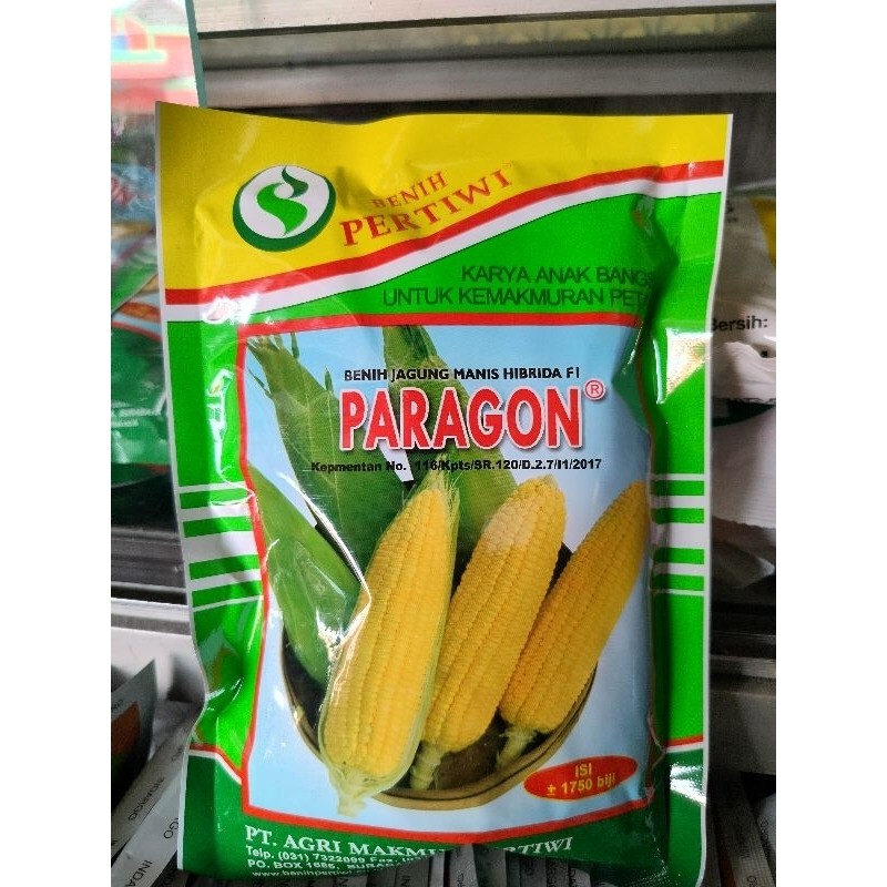 benih jagung PARAGON