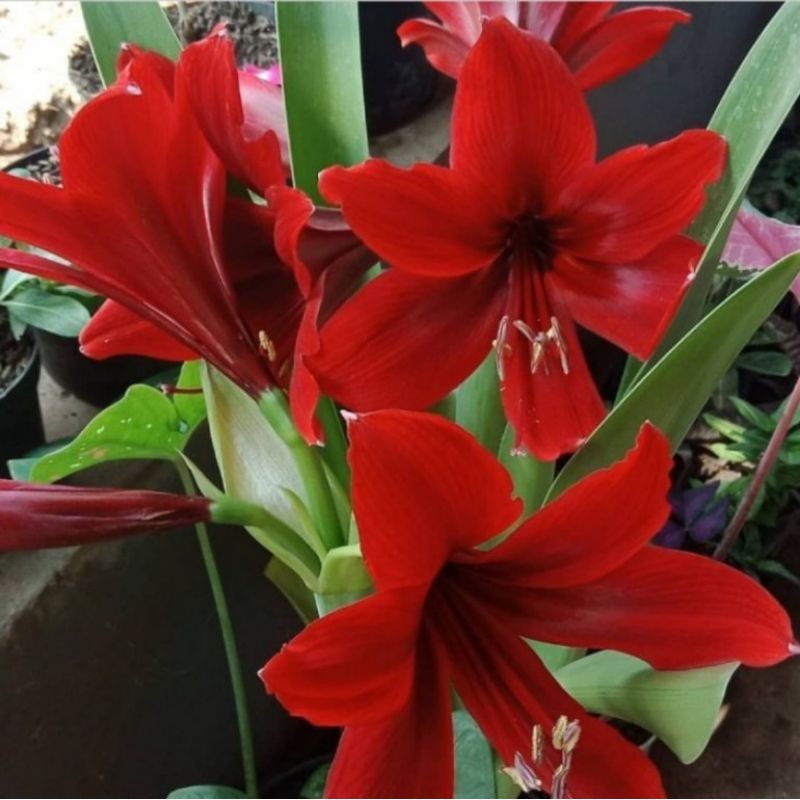 TANAMAN TERAS HIJAU - Tanaman Hias Bakung Amarilis Bunga Merah / amarilis bakung bunga