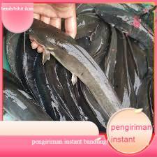 Lele konsumsi  segar sudah di bersihkan 1KG GROSIR BANDUNG