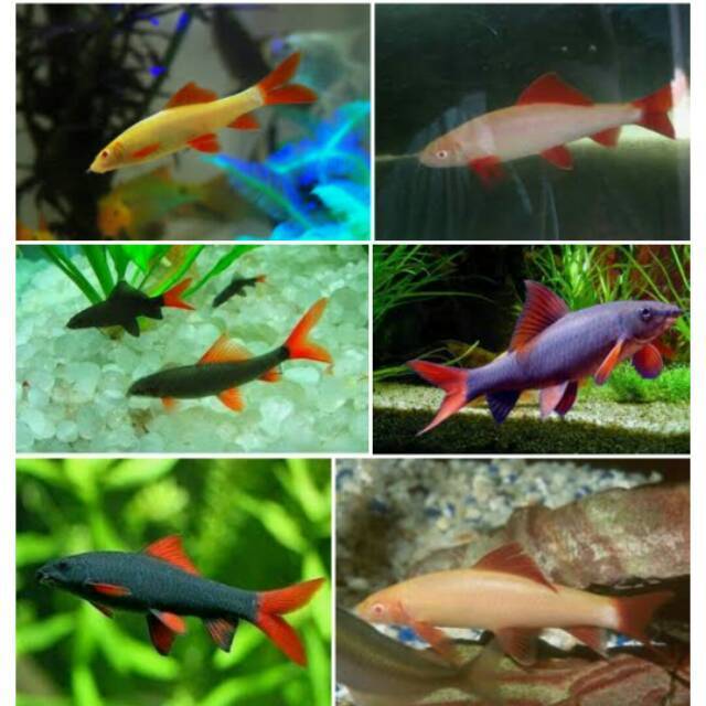 Ikan Hias Redfin Albino Hitam Kecil Sehat 6-7 cm Pemakan lumut bisa cod bergarangsi