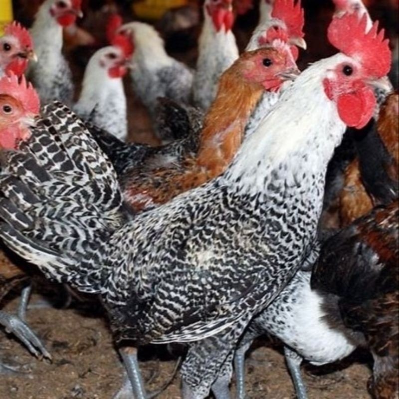 Telur Fertil Telur Tetas Ayam Arab Ayam petelur Lya_shopp20