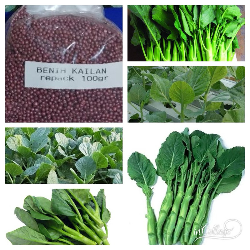 100gr  Biji - Benih Kailan Benih Unggul - batang besar -MGS