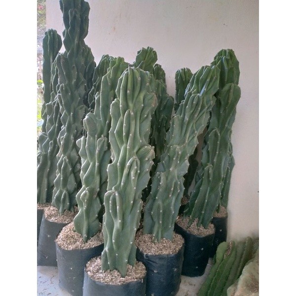 Kaktus Lilin Kaktus Hias, Tanaman Hias Kaktus