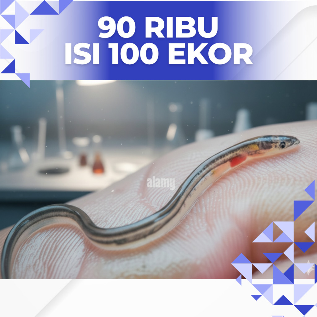 TERLARIS ReadyBibit ikan Sidat Hidup Grade A (Garansi 100%)  Benih sidat Siap Budidaya Diaquarium / 