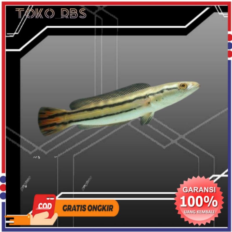 Terbaru Readybeby toman 6/8cm gabus toman -hiasan aquarium