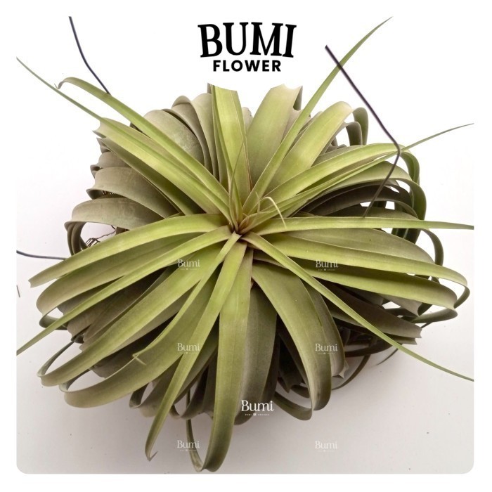 BUMI ORCHIDS Tillandsia 'Elisa' GIANT (concolor x streptophylla) - Air Plants Udara
