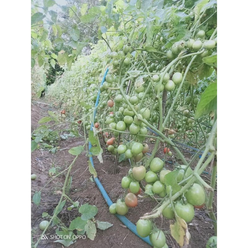 JAMIN MURAH (5 gram) Benih Bibit Tomat Sayur Hibrida F1 NEW HIMALAYA 5 gram Raja Seed | Bibit Tomat 