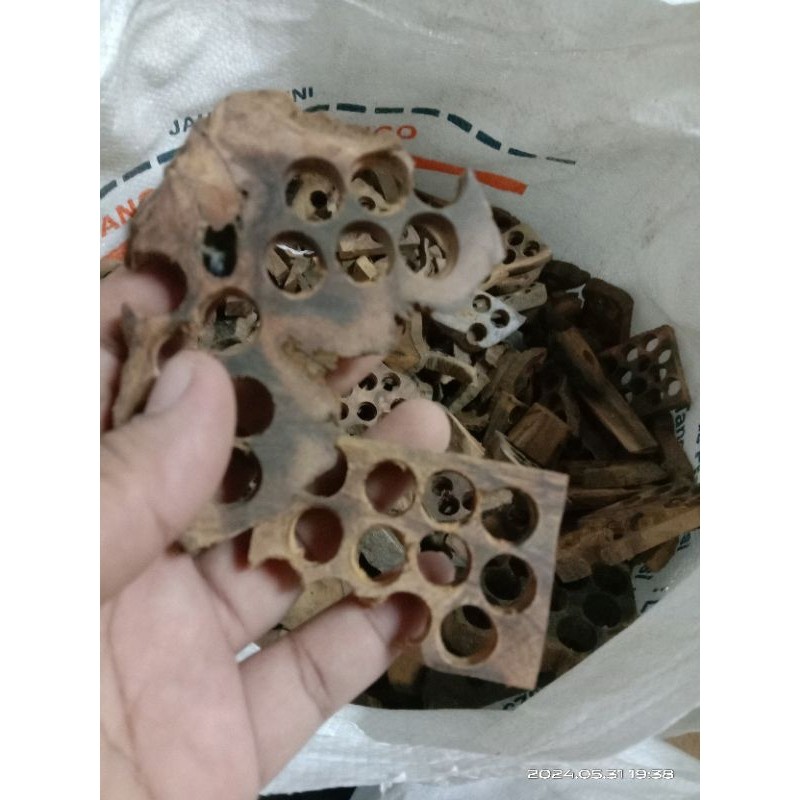 gragal kayu gaharu buaya gragal kayu gaharu wangi