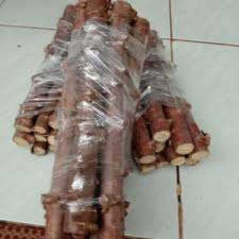 Bibit Stek Singkong/singkong gajah