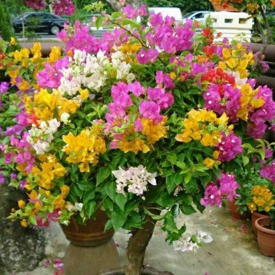 ( Mp 2 ) Bougenville 3 warna tanaman hias bougenville 3 warna dalam satu pohon (008)