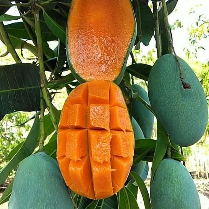 Bibit Mangga Harum Manis okulasi murah sentra tanaman buah buahan pendek bisa berbuah dalam pot