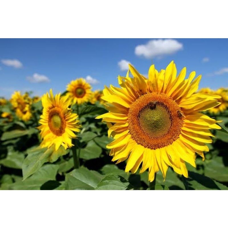 ISI 25 BIJI Benih Bibit Bunga Matahari Besar -MGS