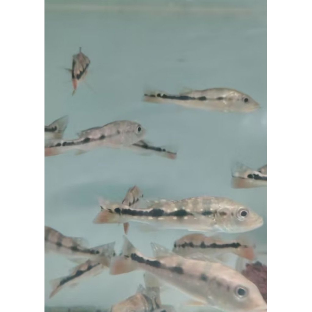 Pbass Mono Size 5/9 Cm