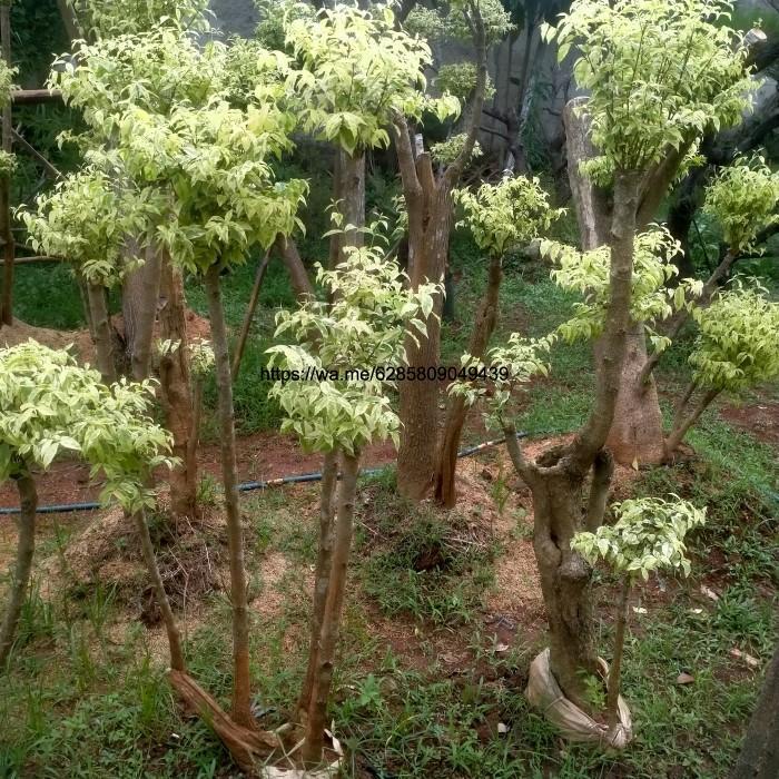 pohon bonsai anting putri