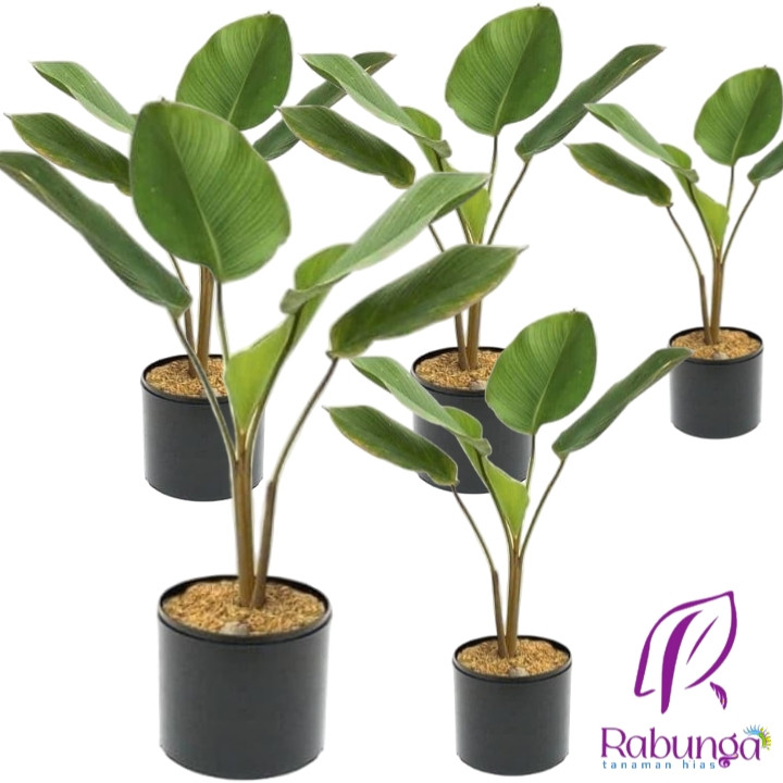TANAMAN HIAS CALATHEA LUTHEA>TANAMAN PISANG-PISANGAN > TANAMAN CALATHEA