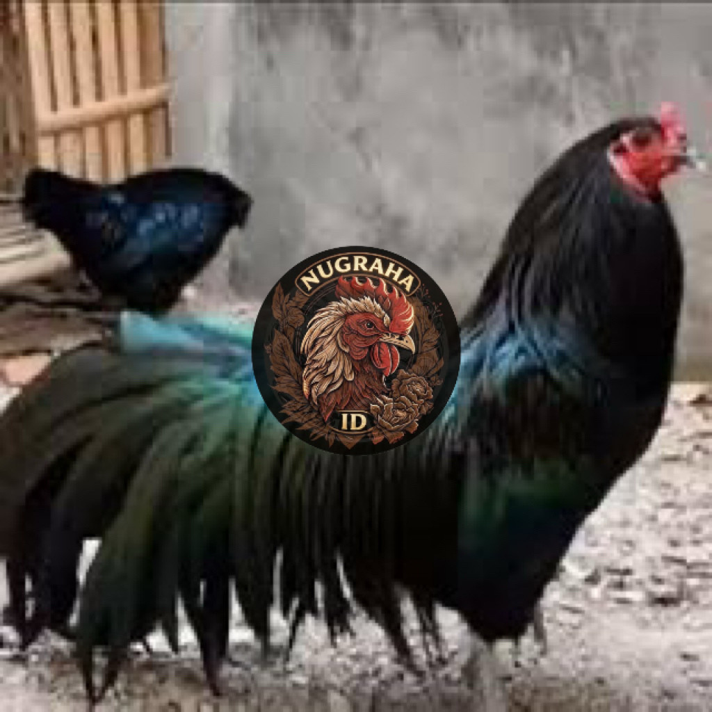 TELUR FERTIL AYAM BS (BLACK SUMATERA) UNTUK  DITETASKAN NUGRAHA ID