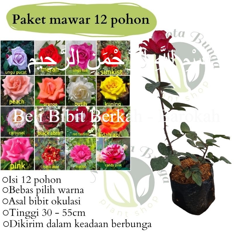 paket mawar isi 12 pohon import