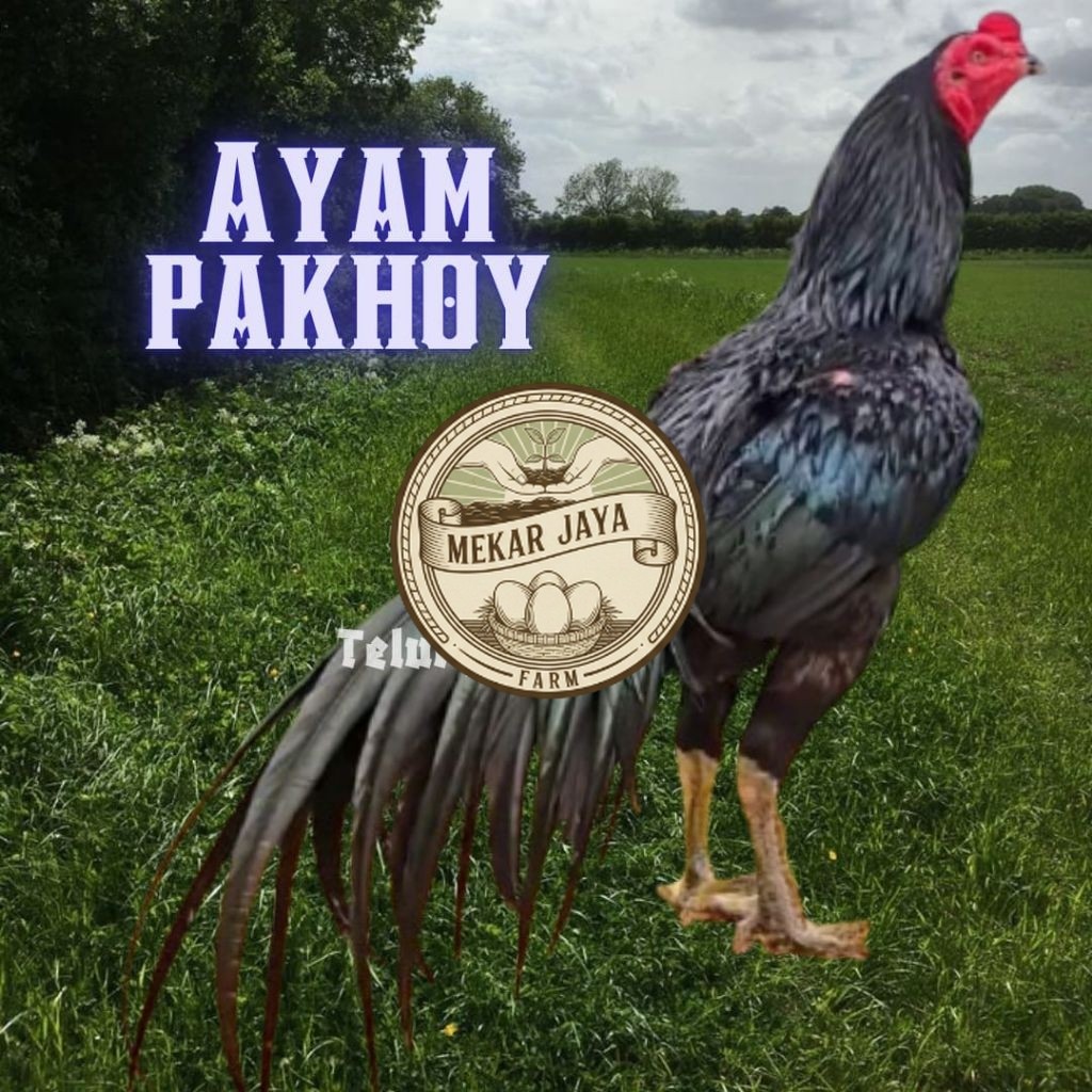 TELUR AYAM PAKHOY DRUMBAND ORI untuk ditetaskan Mekarjaya Farm