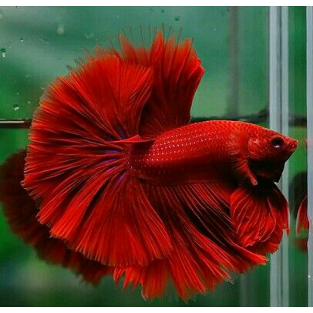 Cupang Hias Halfmon M Super Red Hiasan Aquarium