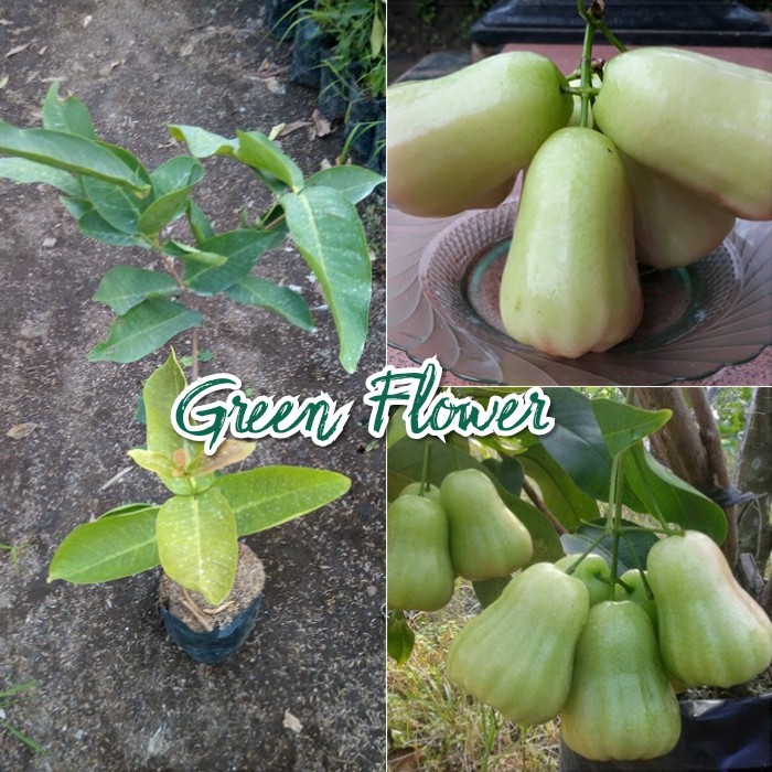 Bibit Jambu Air Madu Deli