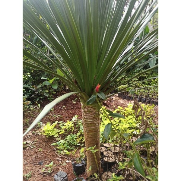 pandan bali 1meter batang besar