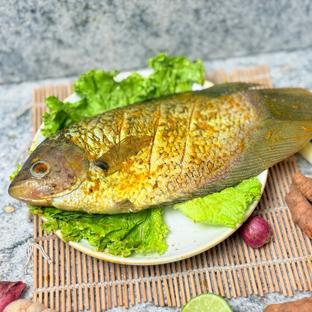 Gurami Ukep / Gurami Marinasi - Isi 1 Ekor