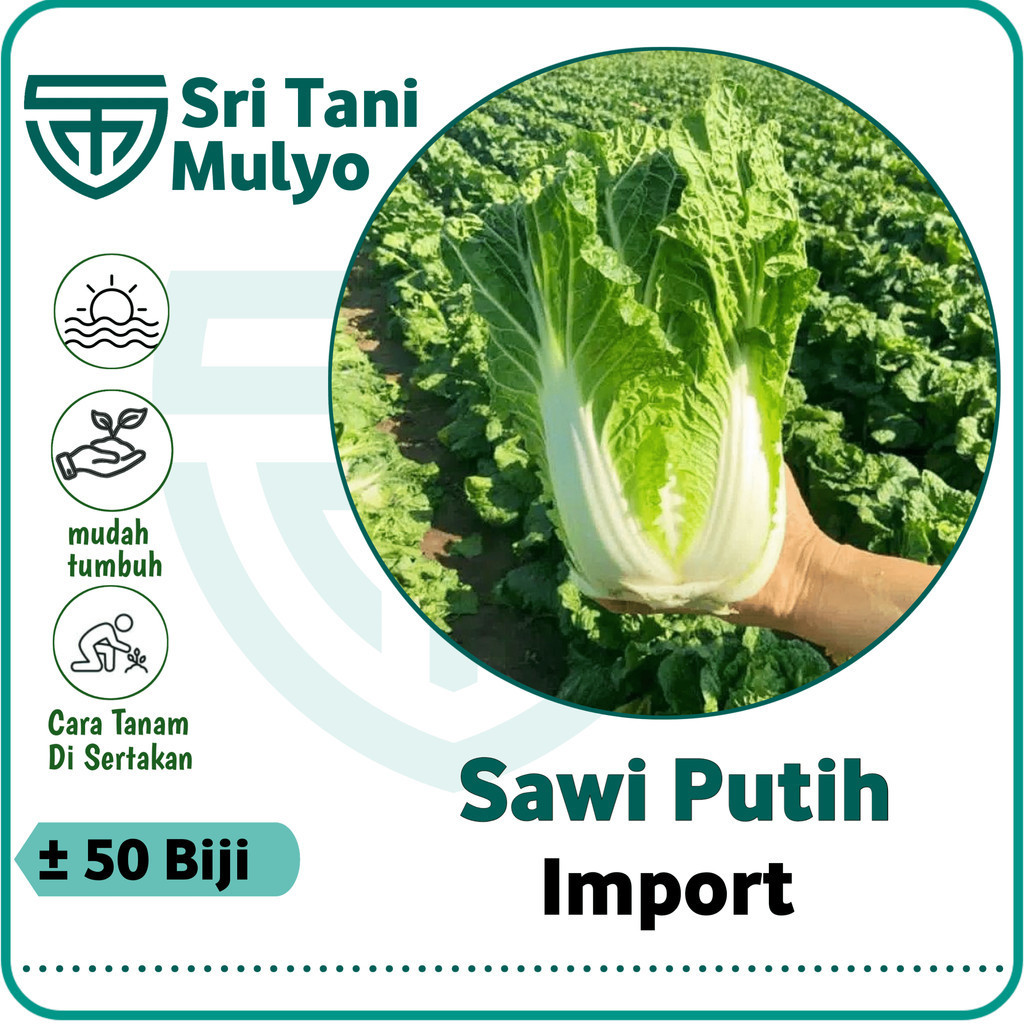 50 Biji - Benih SAWI PUTIH IMPORT - TAKI SEED - Bibit Sayuran Benih Sayuran - Sawi Hidro Pakchoy