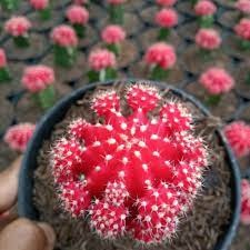 tanaman kaktus gymno (gymnocalycium)import indukan merah - tanaman kaktus bergaransi