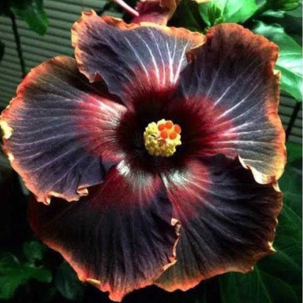 Tanaman Hias Bunga Sepatu Black Cardinal/Pohon Kembang sepatu Hibiscus
