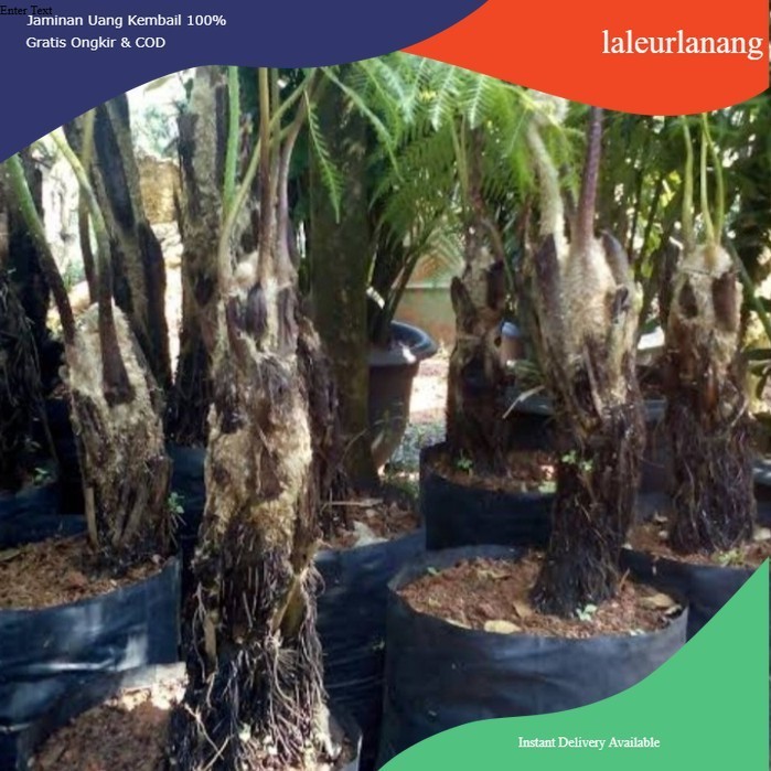 PAKIS MONYET, tanaman hias pakis monyet