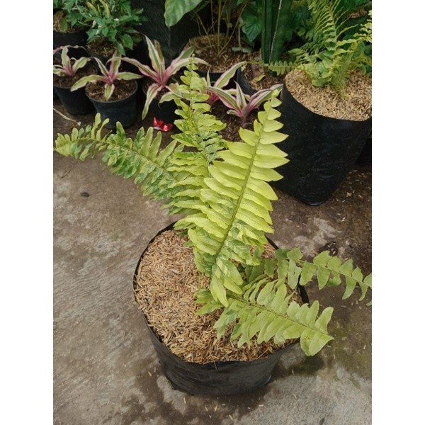 Pakis boston varigata (nephrolepis exaltata) -Tanaman hias pakis boston varigata - TitipBibit