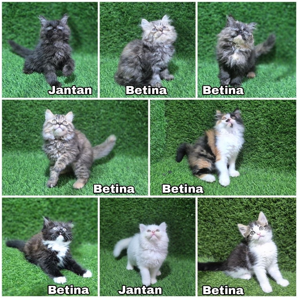 kucing persia longhair bulu kapas