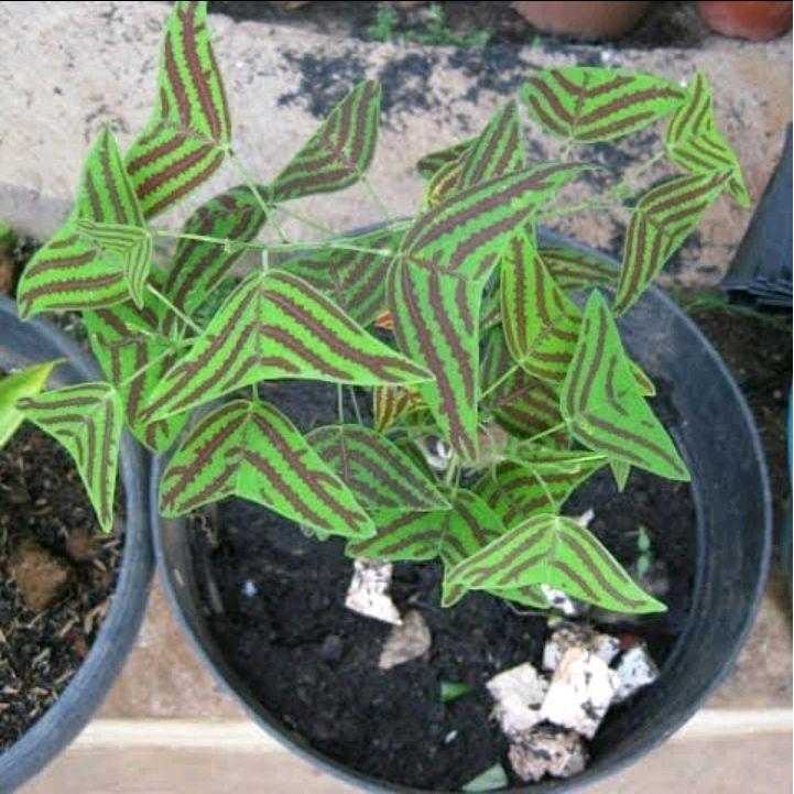 Tanaman hias Oxalis Kupu-kupu - tanaman hias Kupu-kupu