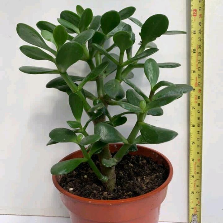 tanaman hias Jade plant - Jade plant green