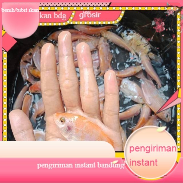 bibit / benih ikan nila merah 3 jari per ekor GROSIR BANDUNG PER EKOR