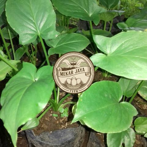 Bibit Unggul Pilihan Berkualitas Tanaman Keladi Tikus Asli , Untuk Obat Herbal atau Tanaman Hias Mek