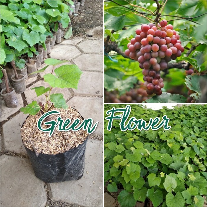 Bibit Anggur Merah Lokal Manis