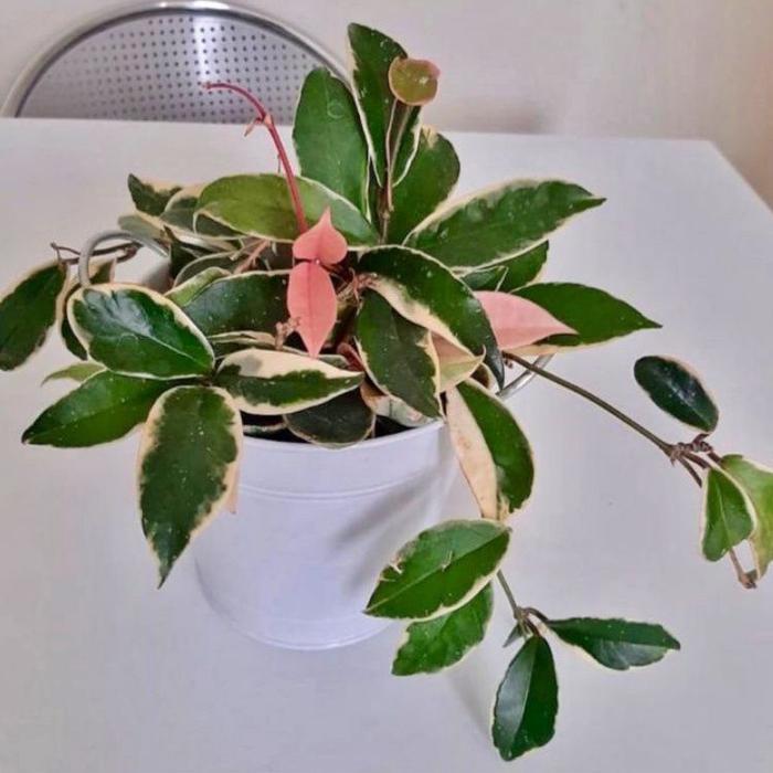 ( BISA COD ) Tanaman Hias Hoya Carnosa Tricolor Bunga Hias Hoya Carnosa Trecolour Tanaman Hidup Hoya