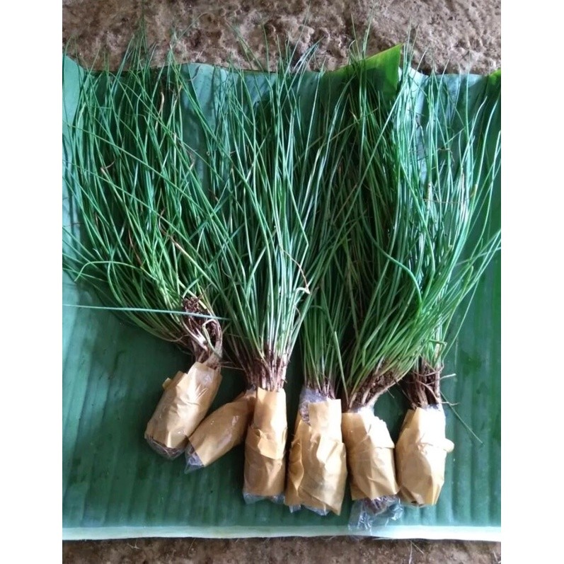 Bibit kucai segar /bibit sayur kucai siap tanam