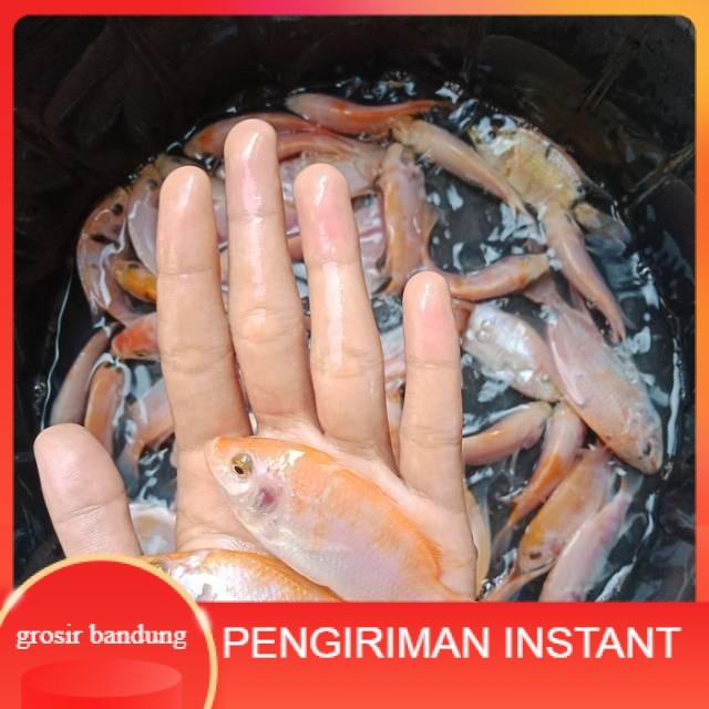 bibit / benih ikan nila merah 3 jari per ekor GROSIR BANDUNG