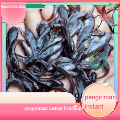 bibit lele sangkuriang ukuran 5-6 cm per 100  ekor GROSIR BANDUNG