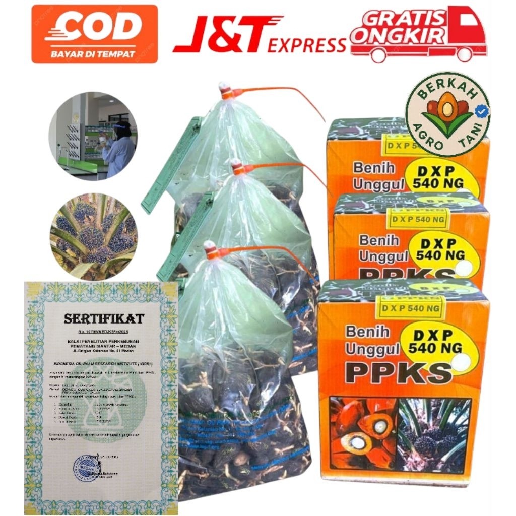 BIBIT BENIH KECAMBAH SAWIT UNGGUL DXP PPKS MEDAN ORIGINAL+ SERTIFIKAT RESMI 250 BUTIR